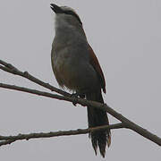 Black-crowned Tchagra