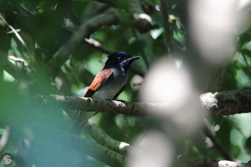 Amur Paradise Flycatcher female