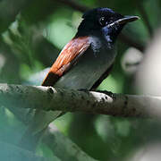 Amur Paradise Flycatcher