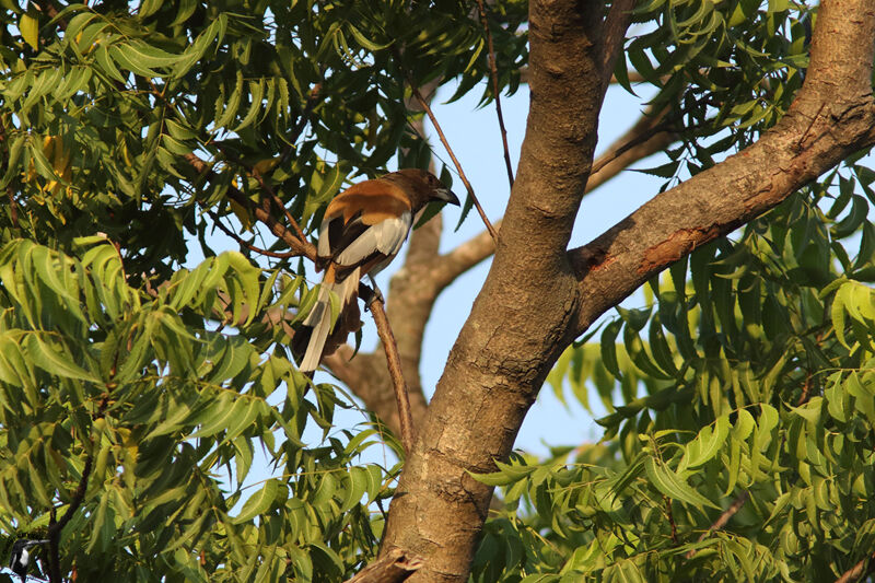 Rufous Treepieadult, identification