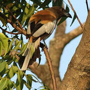 Rufous Treepie