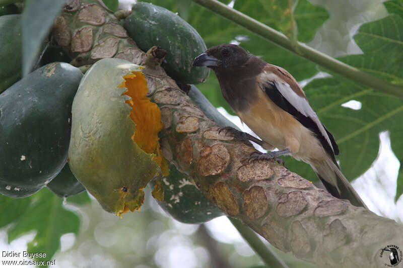 Rufous Treepieadult, feeding habits, eats