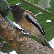 Rufous Treepie