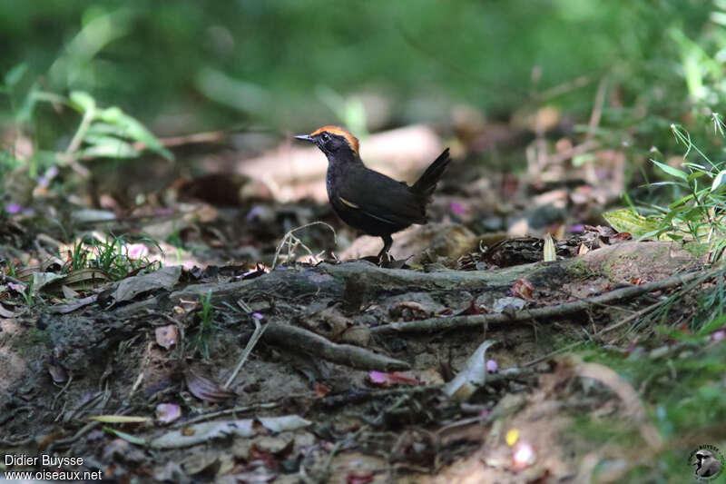 Rufous-capped Antthrush male adult, identification