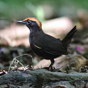 Rufous-capped Antthrush