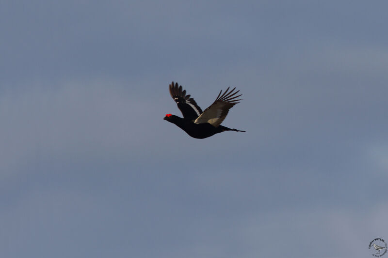 Black Grouse male adult breeding, Flight