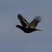 Black Grouse