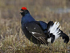 Black Grouse