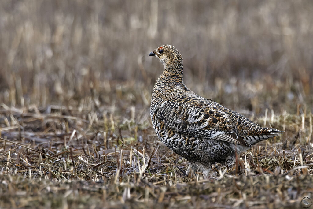 Black Grouse female adult