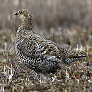 Black Grouse