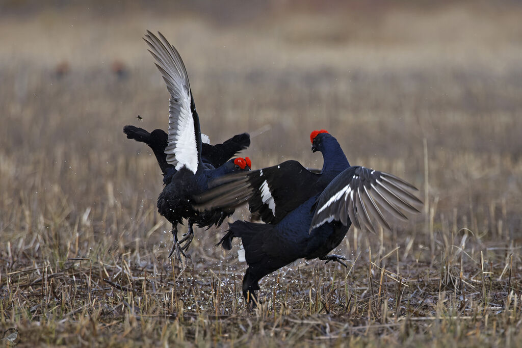 Black Grouseadult breeding, courting display