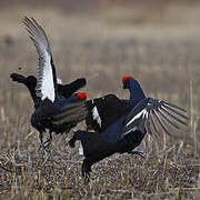 Black Grouse