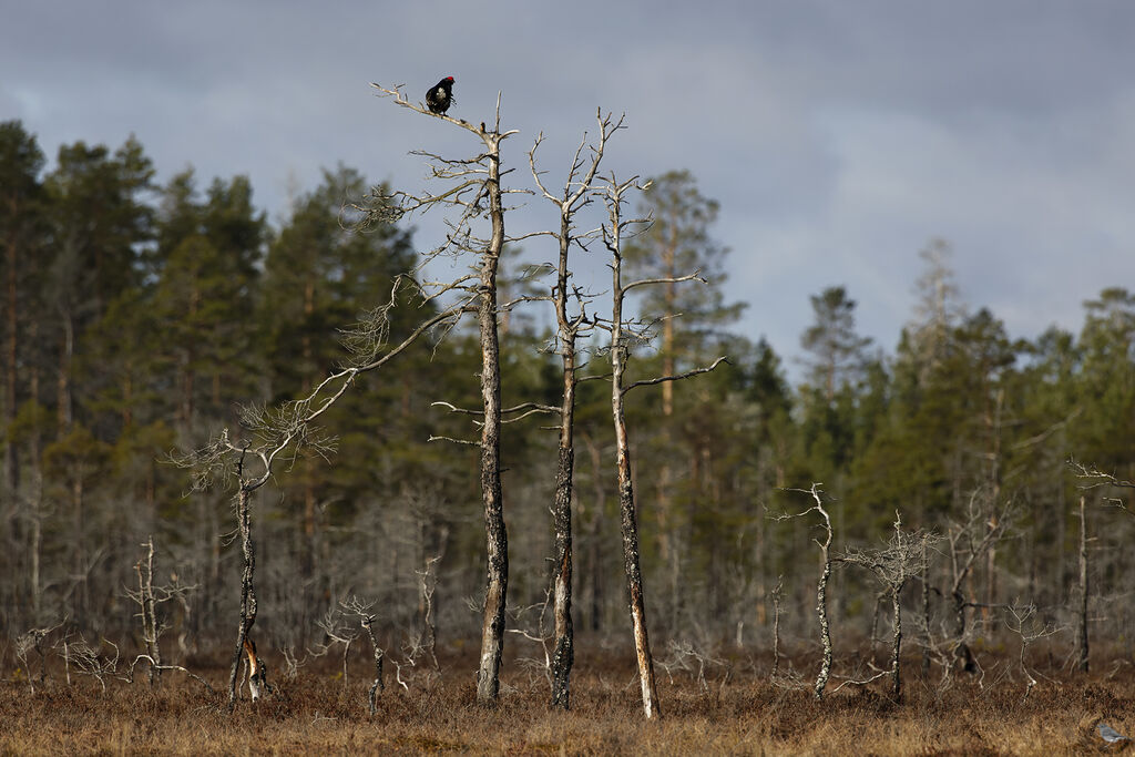 Black Grouse male adult, habitat