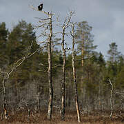 Black Grouse