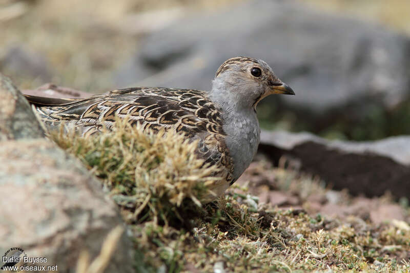 Grey-breasted Seedsnipe male adult, habitat, camouflage, pigmentation