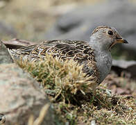 Grey-breasted Seedsnipe