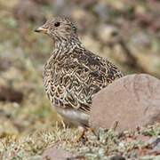 Grey-breasted Seedsnipe