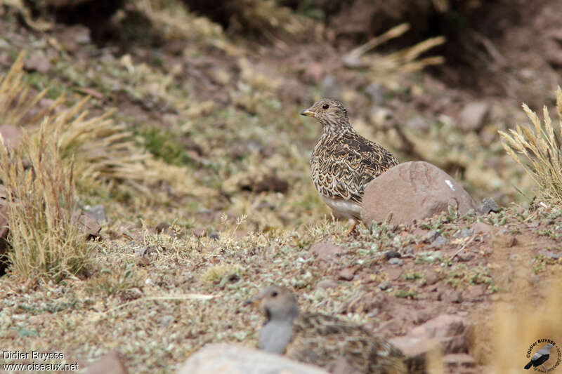 Grey-breasted Seedsnipe female, adult, identification