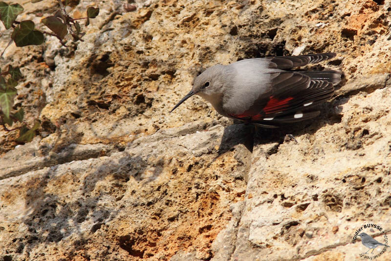 Wallcreeper, identification, Behaviour