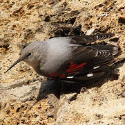 Wallcreeper