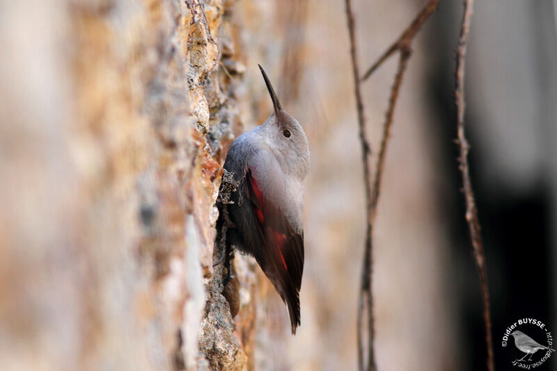 Wallcreeper, identification