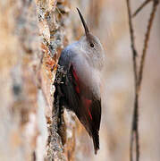 Wallcreeper