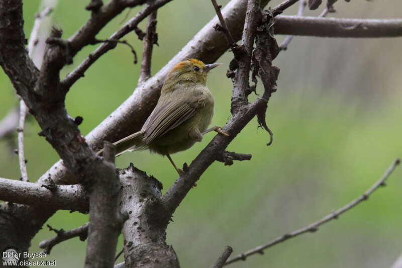 Rufous-capped Babbler, habitat