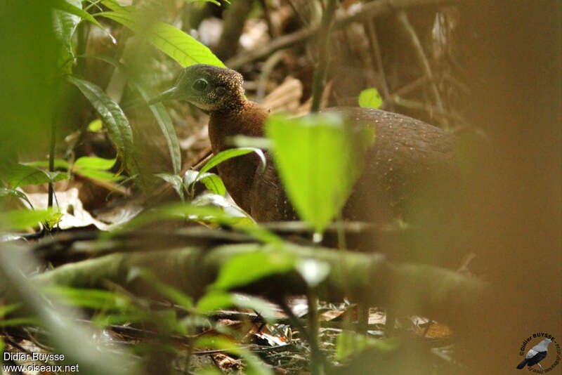 Tinamou à gorge blancheadulte, identification