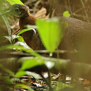 White-throated Tinamou