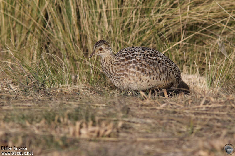 Tinamou de Darwinadulte, identification, marche, mange