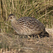 Tinamou de Darwin