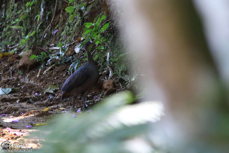 Tinamou solitaireadulte, identification