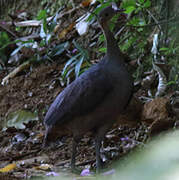 Solitary Tinamou