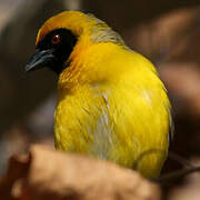 Southern Masked Weaver