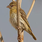 Southern Masked Weaver