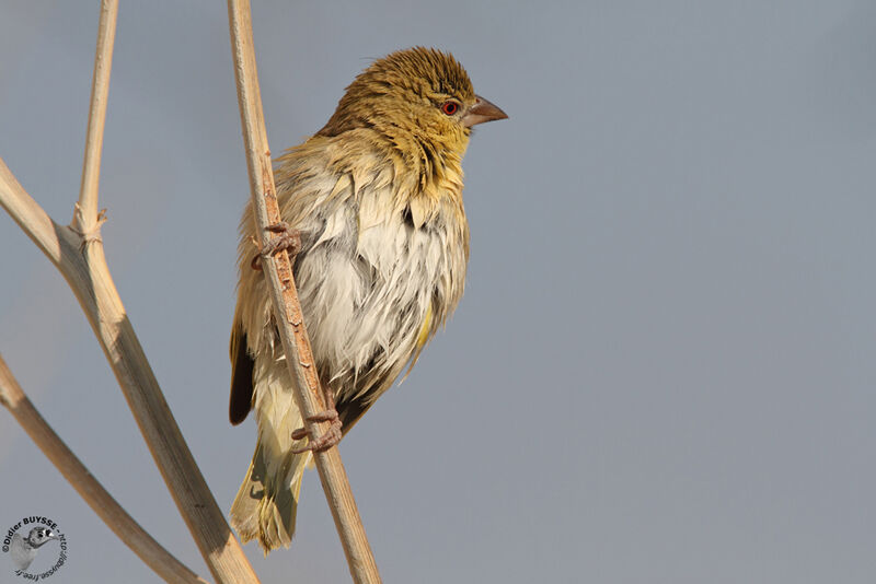 Southern Masked Weaver, identification