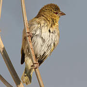 Southern Masked Weaver