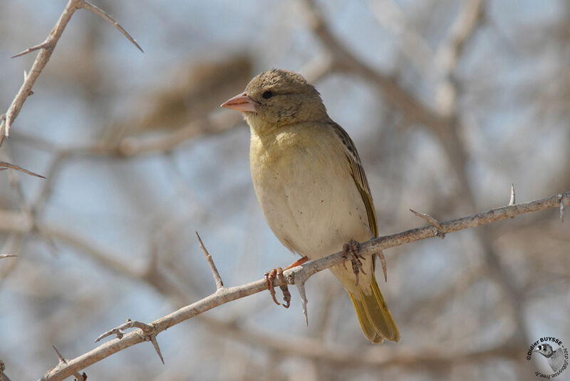 Southern Masked Weaveradult post breeding, identification