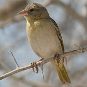 Southern Masked Weaver