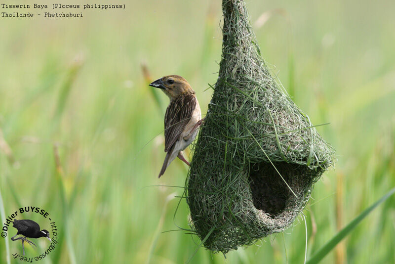 Baya Weaver male First year