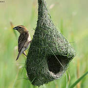 Baya Weaver