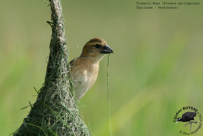 Baya Weaver male First year