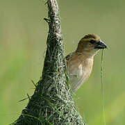 Baya Weaver