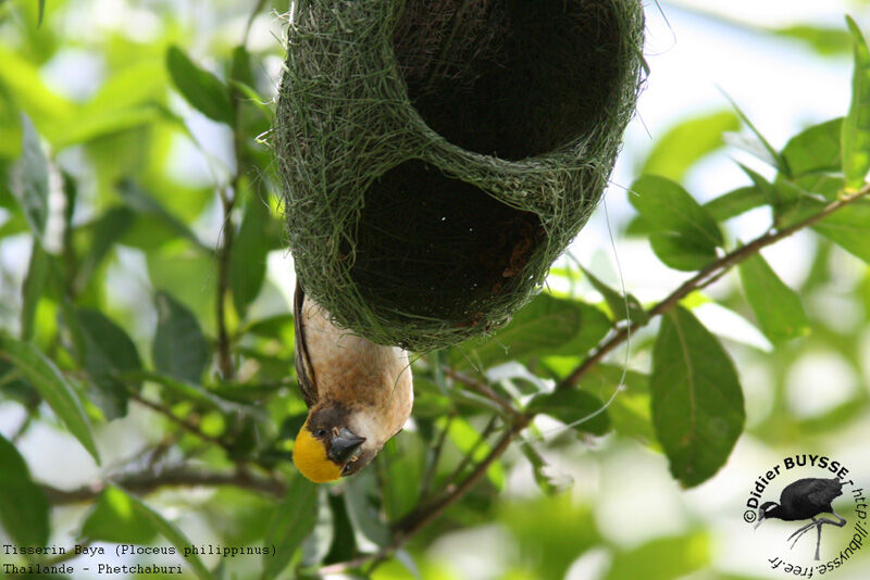 Baya Weaver male adult breeding