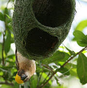 Baya Weaver