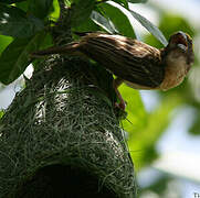 Baya Weaver