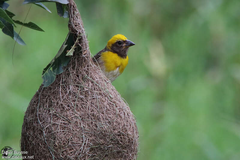 Baya Weaver male adult breeding, close-up portrait, Reproduction-nesting