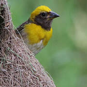 Baya Weaver