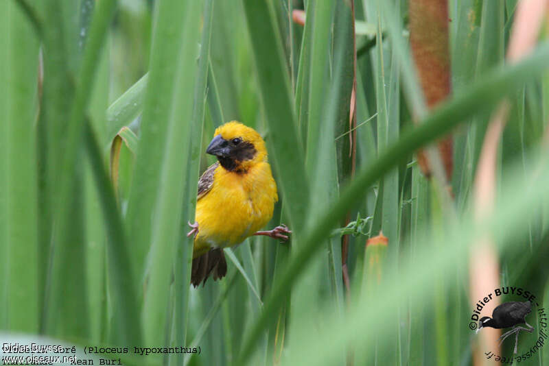 Asian Golden Weaver male adult, close-up portrait