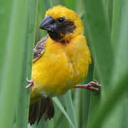 Asian Golden Weaver